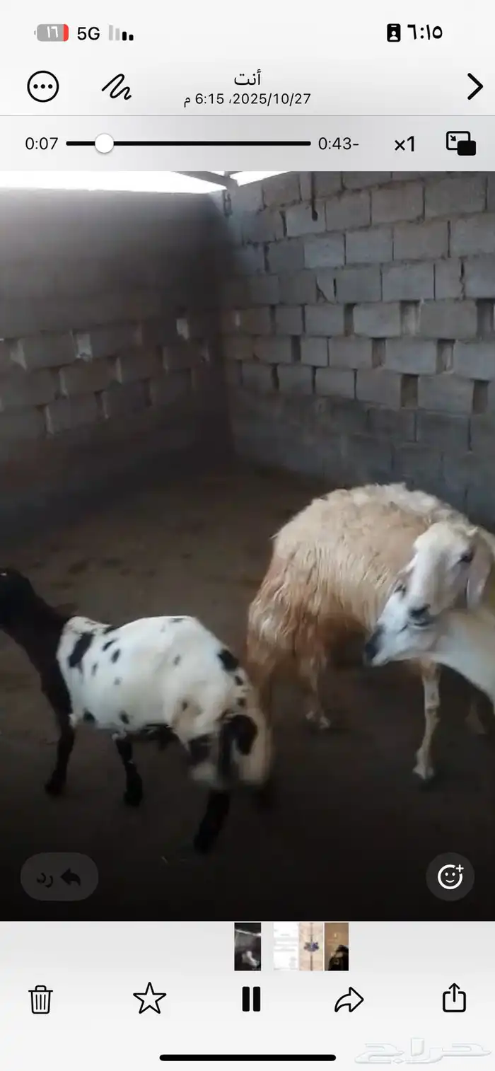 خروف فحل سنه ثني بدايه رباع انتاجه في المزرعه يوجد فديو 0