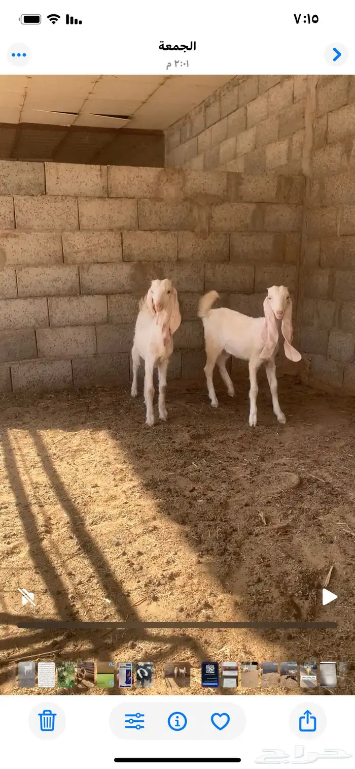 للبيع جفرتين اعمارها تقريبن 4 شهور الموقع التويم بسدير 0