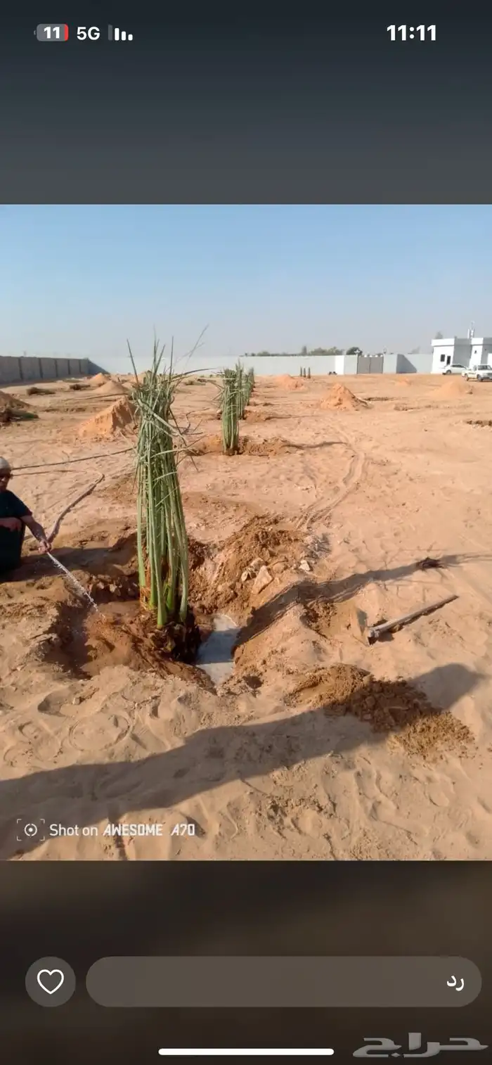 يوجدلديناجميع انواع انخل العربي والواشنطن 9