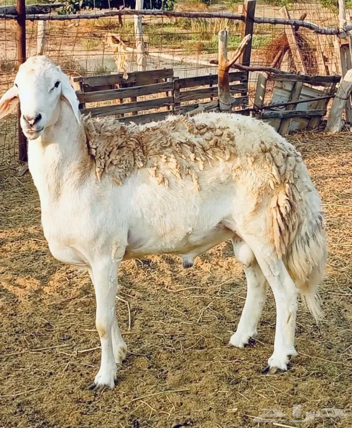 فحل حري من غنم الصياد 1