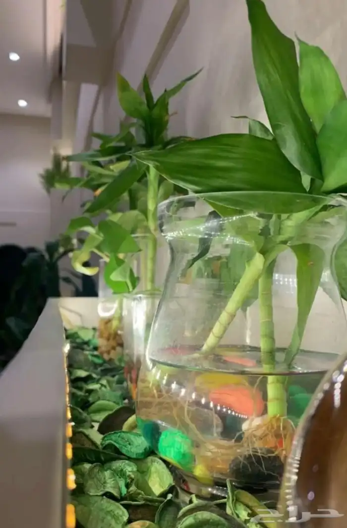 صالون نسائي للتقبيل 7