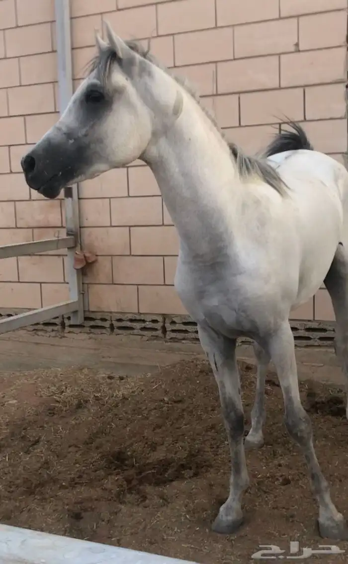 حصان عربي 1