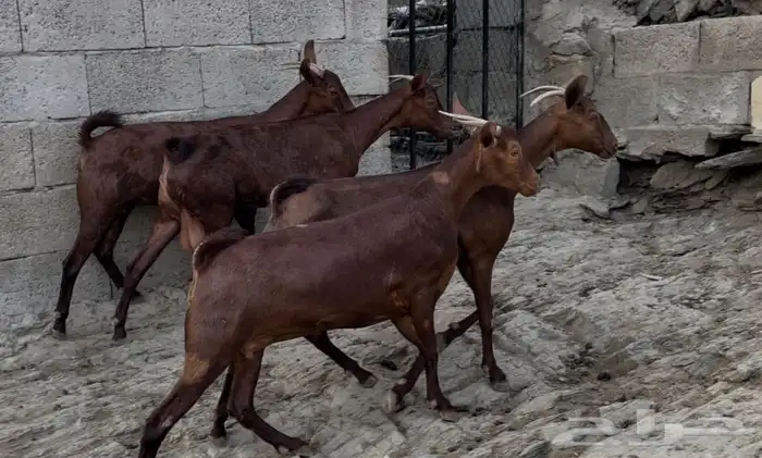 معزا دهم صنف ماشاء الله تم البيييع 16