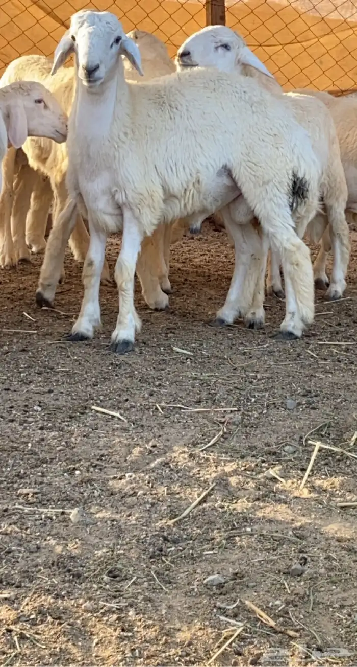 ذبايح حري وسواكني مع الذبح او الطبخ والتوصيل راجع التقييمات 27