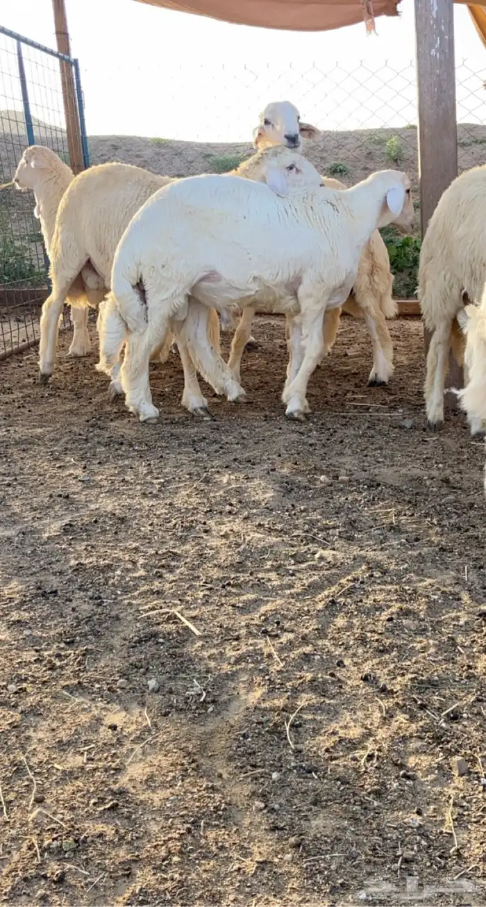 ذبايح حري وسواكني مع الذبح او الطبخ والتوصيل راجع التقييمات 26