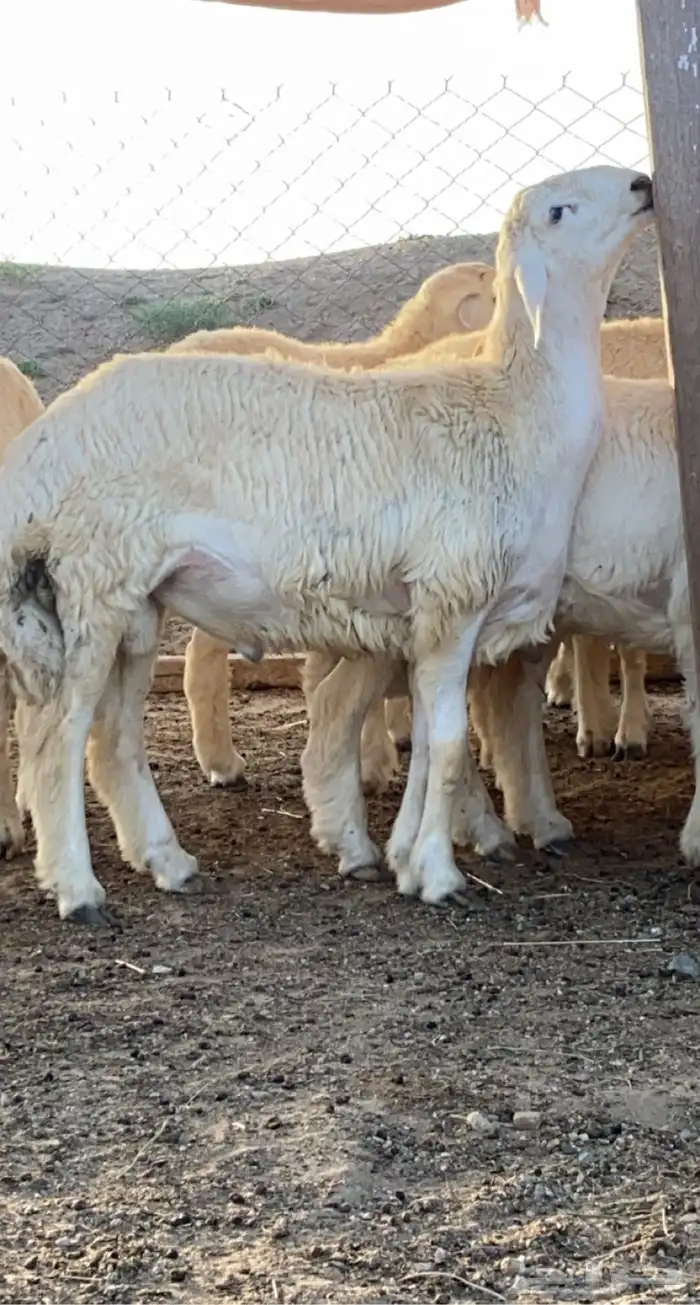 ذبايح حري وسواكني مع الذبح او الطبخ والتوصيل راجع التقييمات 25