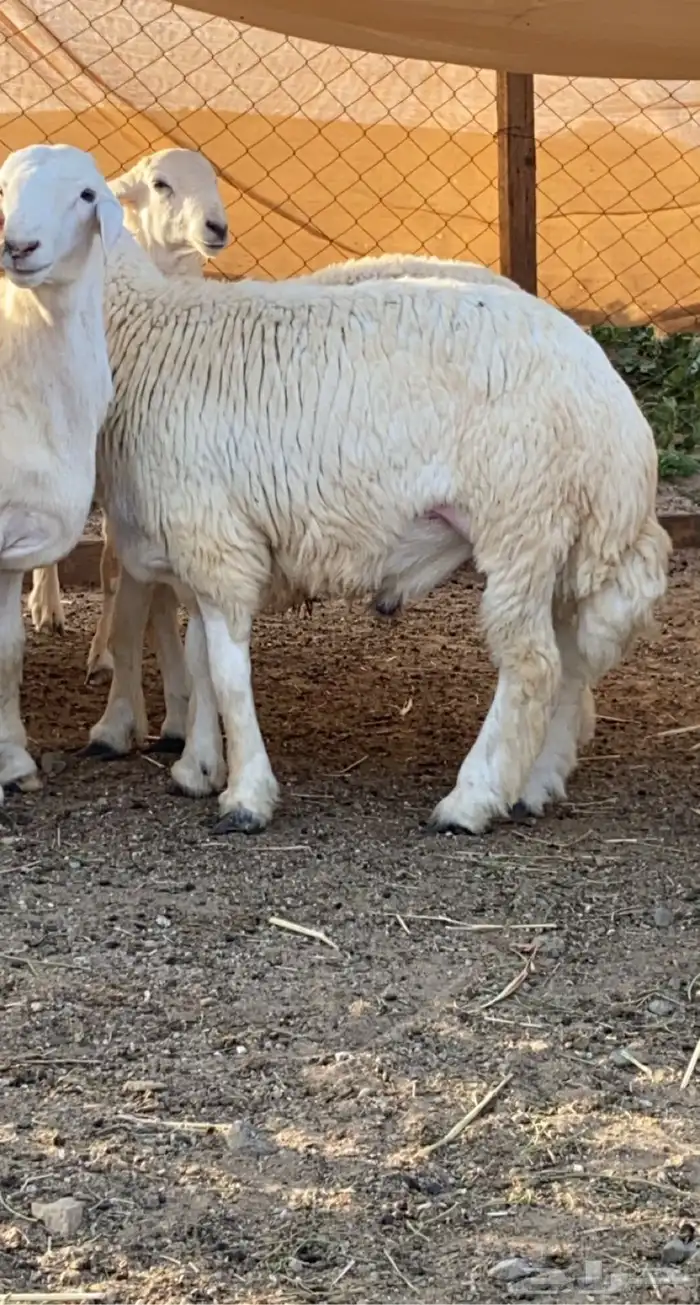 ذبايح حري وسواكني مع الذبح او الطبخ والتوصيل راجع التقييمات 28