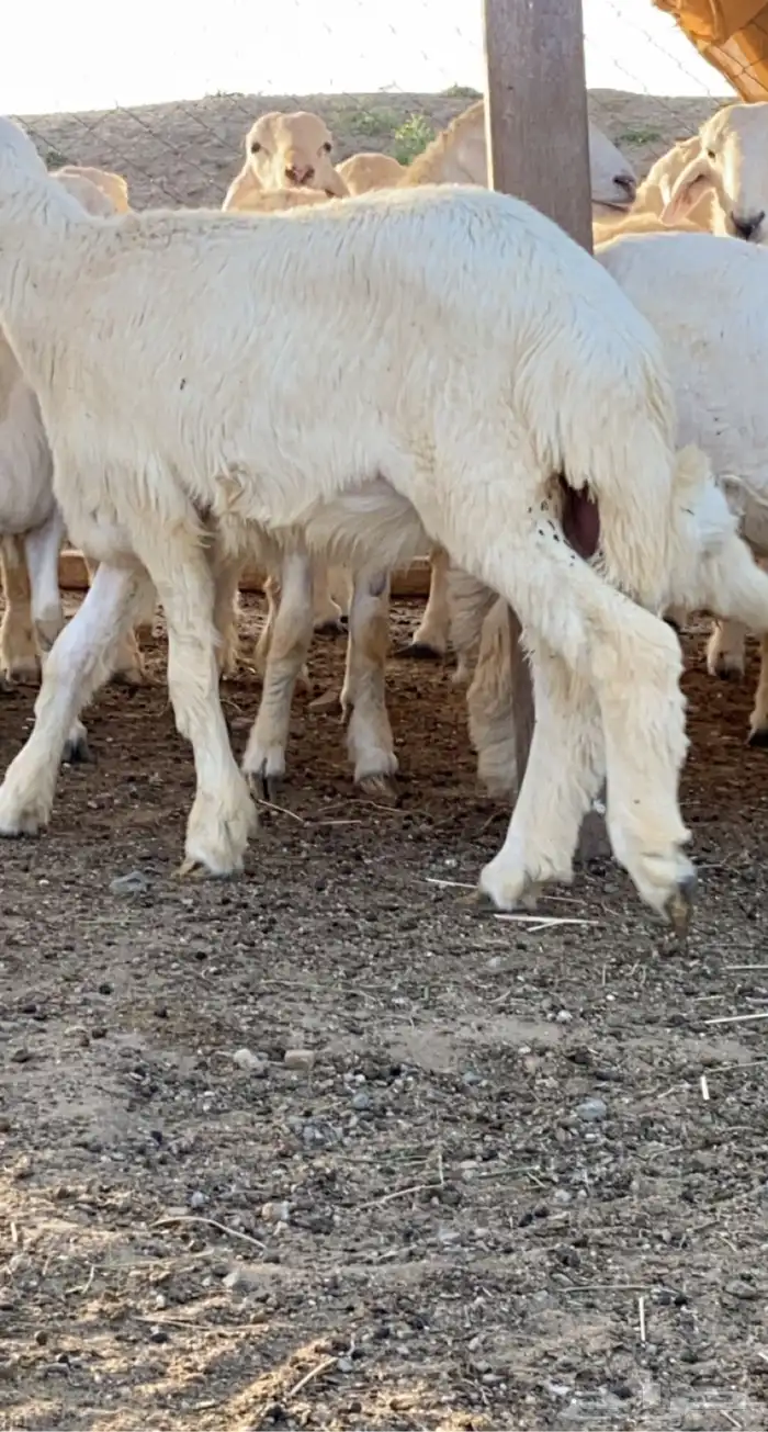 ذبايح حري وسواكني مع الذبح او الطبخ والتوصيل راجع التقييمات 24