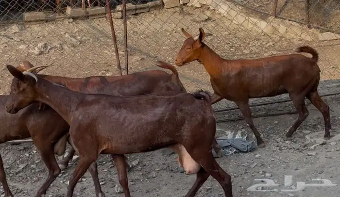 معزا دهم صنف ماشاء الله تم البيييع 20