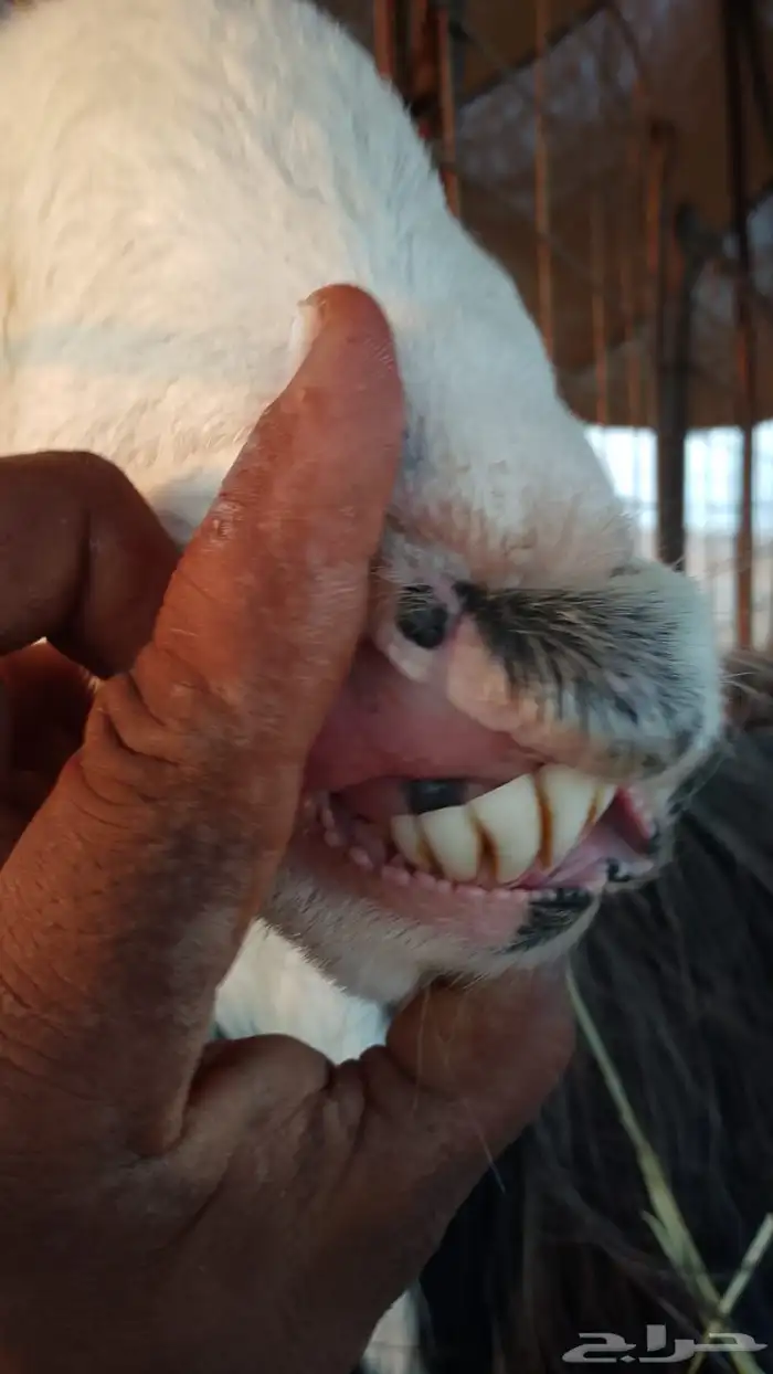 فحل نجدي جرم فاخر 4