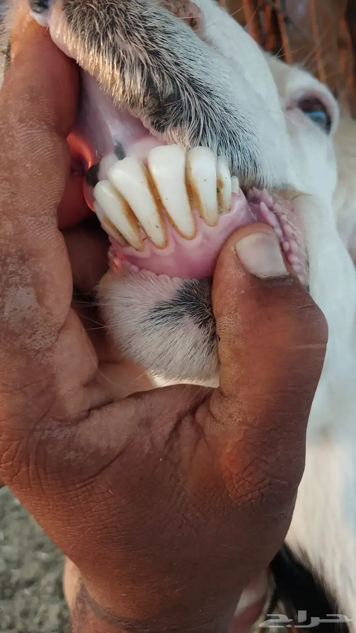 فحل نجدي جرم فاخر 2