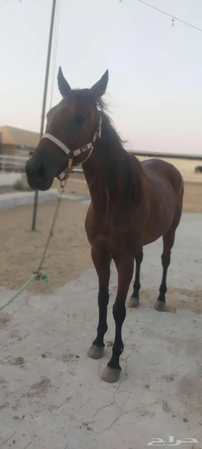 جده  ذهبان 9