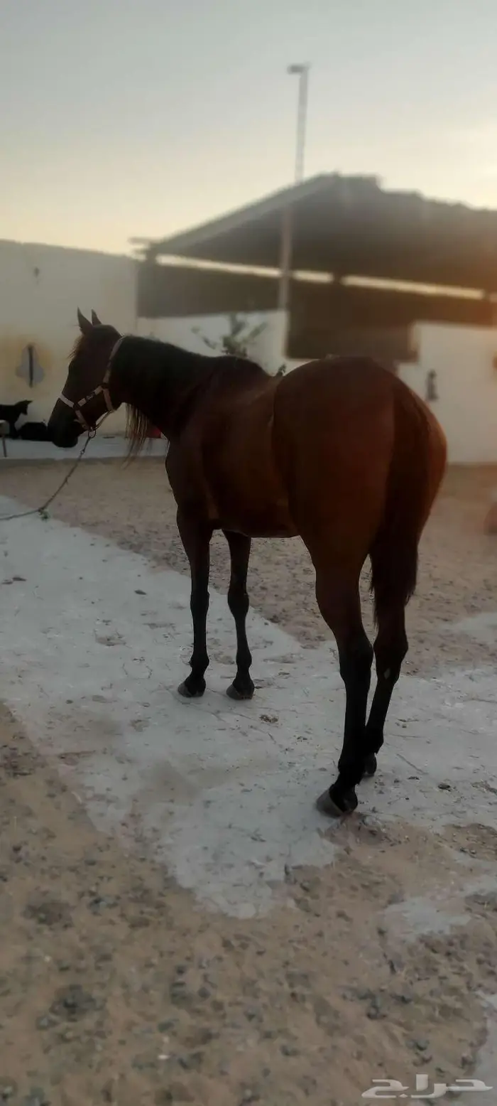 جده  ذهبان 6