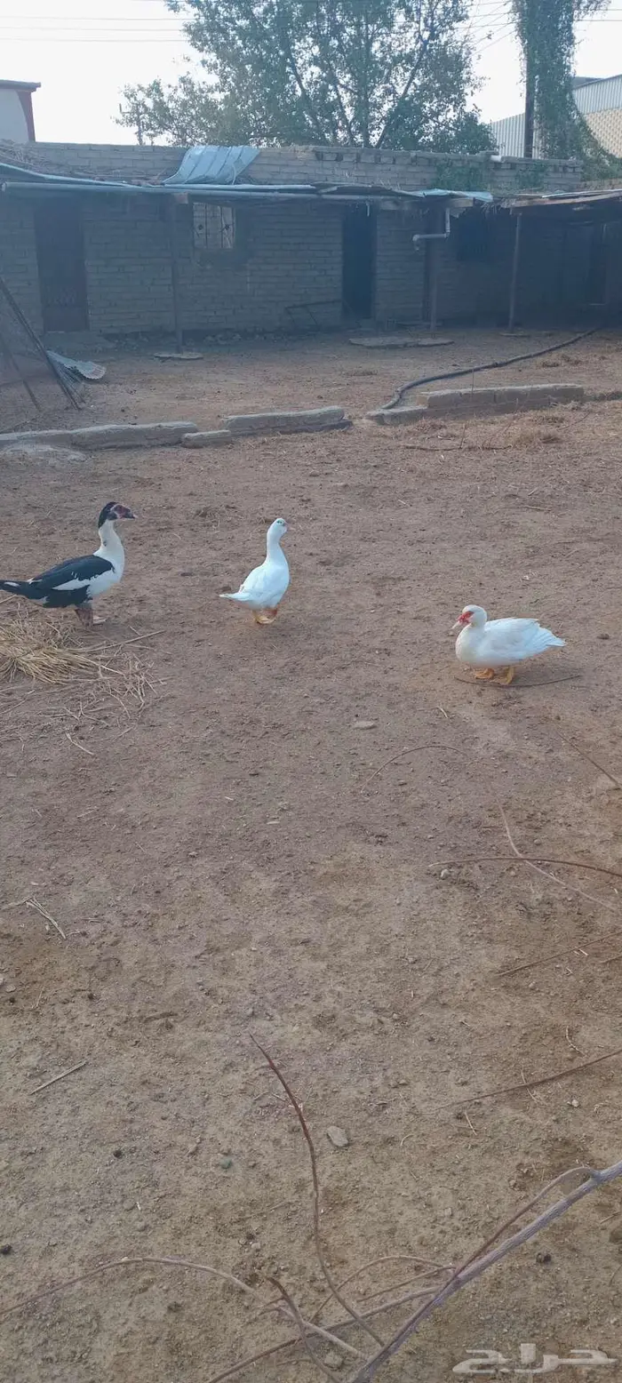 طقم بط للبيع 1