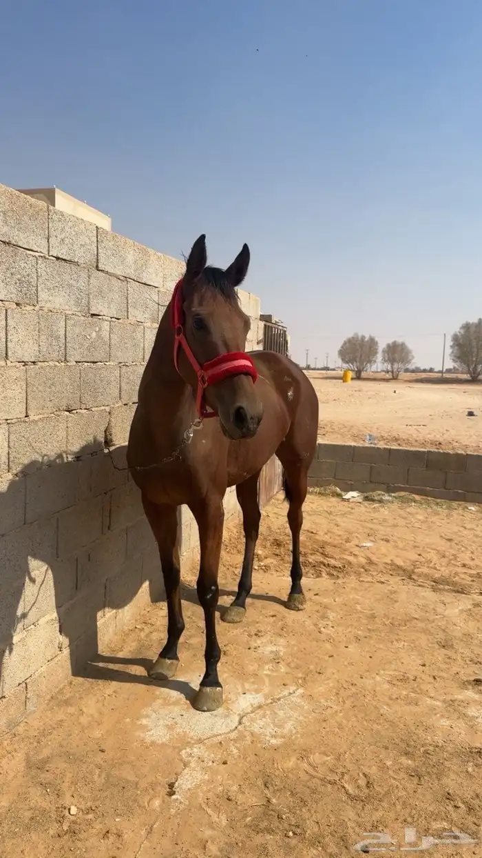 خيل 3