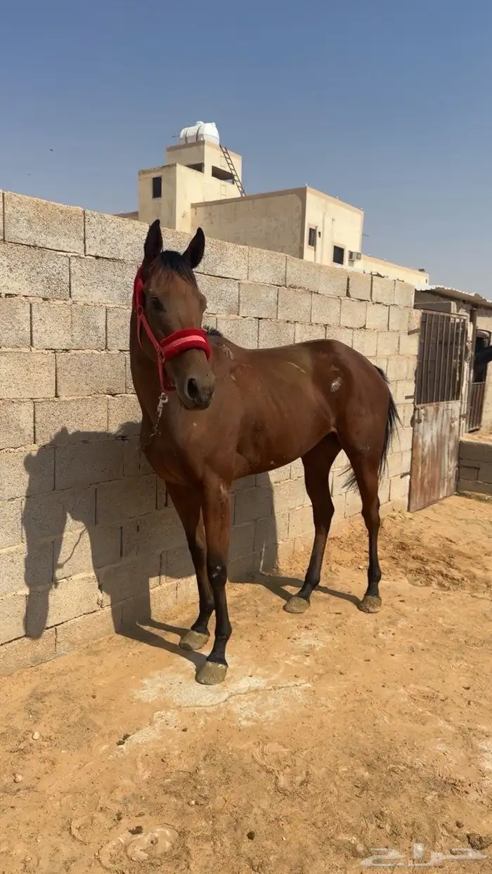 خيل 2