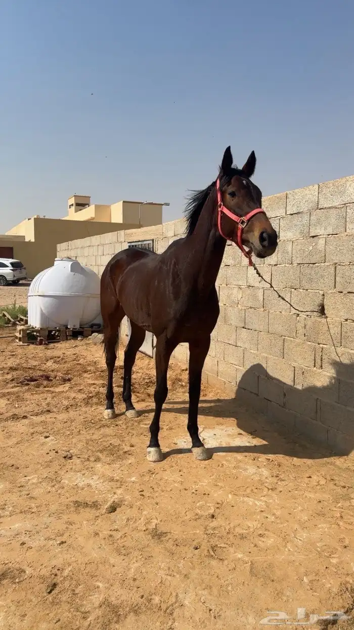 للبيع فرس انتاج ب اوراق السلامه سليمه شرط 3