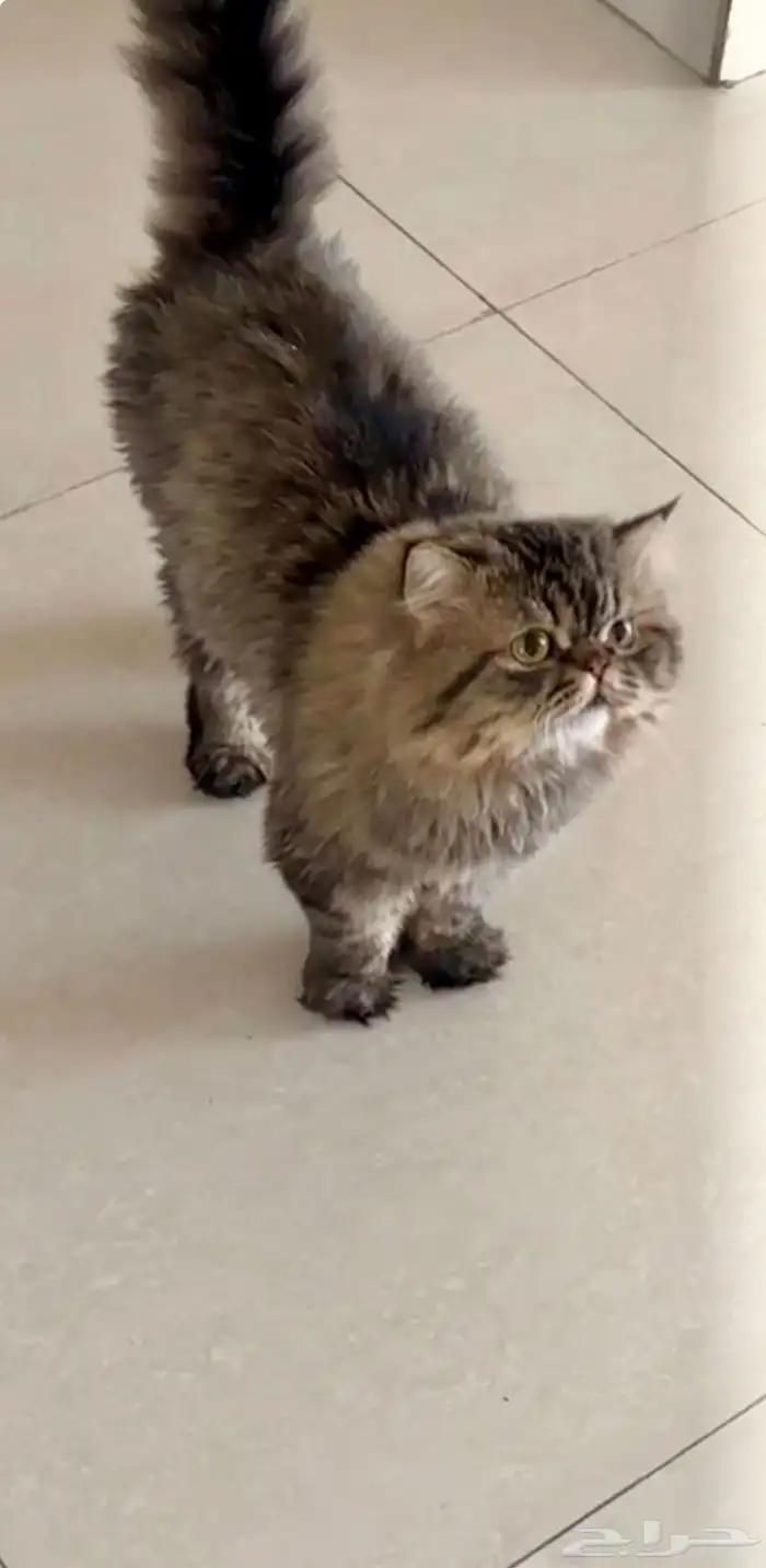 قط ذكر للتزاوج مع فندقه 1