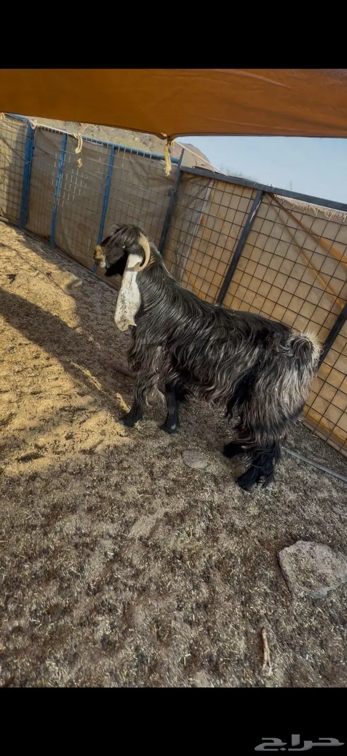 تيس عارضي فحل مشروط 1