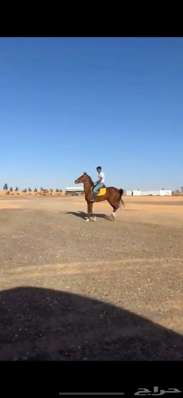 فرس شعبي جدة على وشك لقاح منوت اللي يبي يركب ويطرب بنفسه 1
