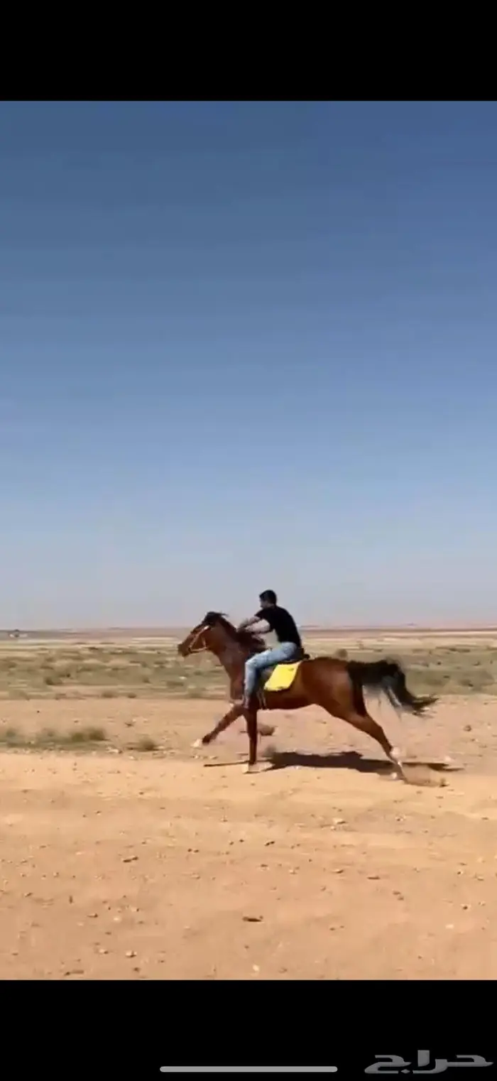 فرس شعبي جدة على وشك لقاح منوت اللي يبي يركب ويطرب بنفسه 0