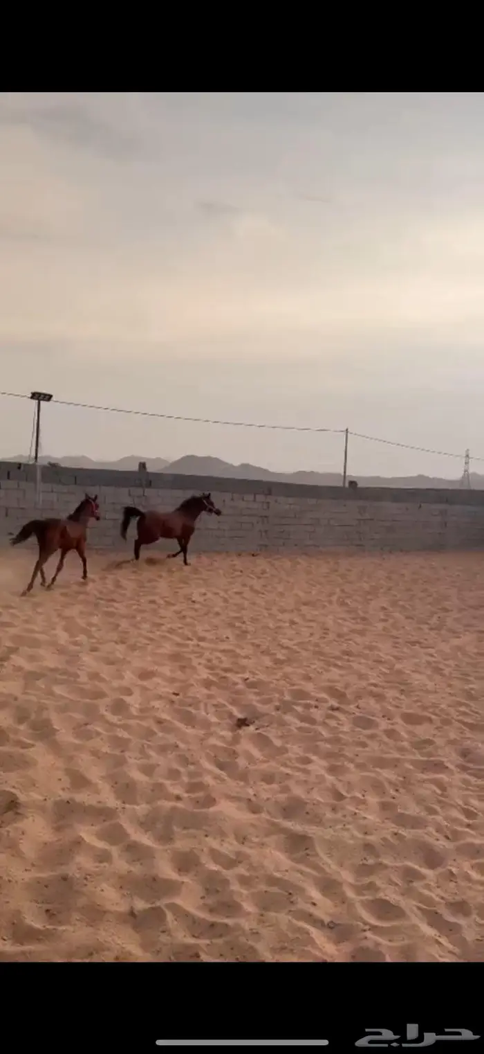 فرس شعبي جدة على وشك لقاح منوت اللي يبي يركب ويطرب بنفسه 1