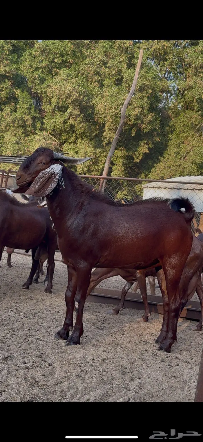 فحل ادهم مشروط 4