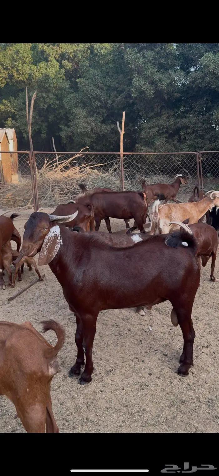 فحل ادهم مشروط 2