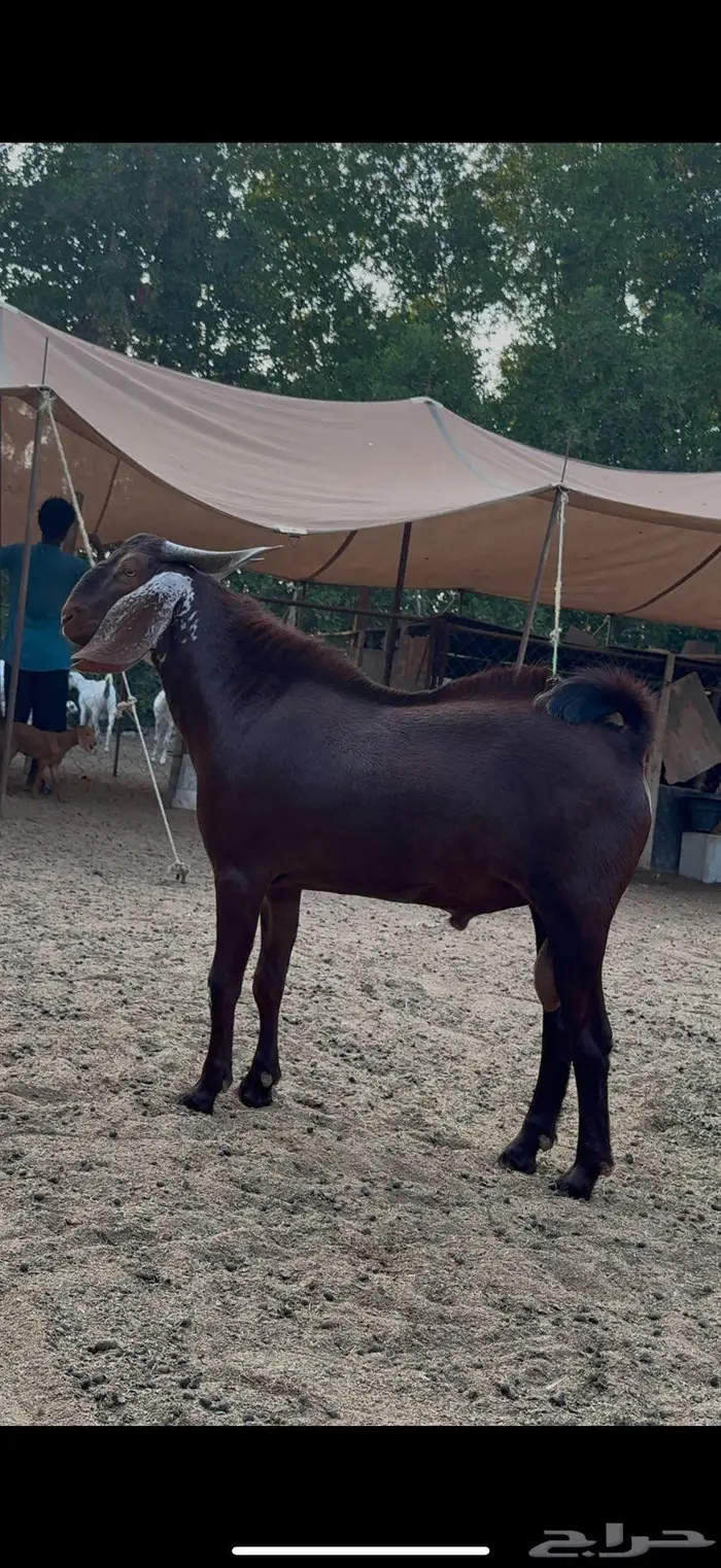 فحل ادهم مشروط 0