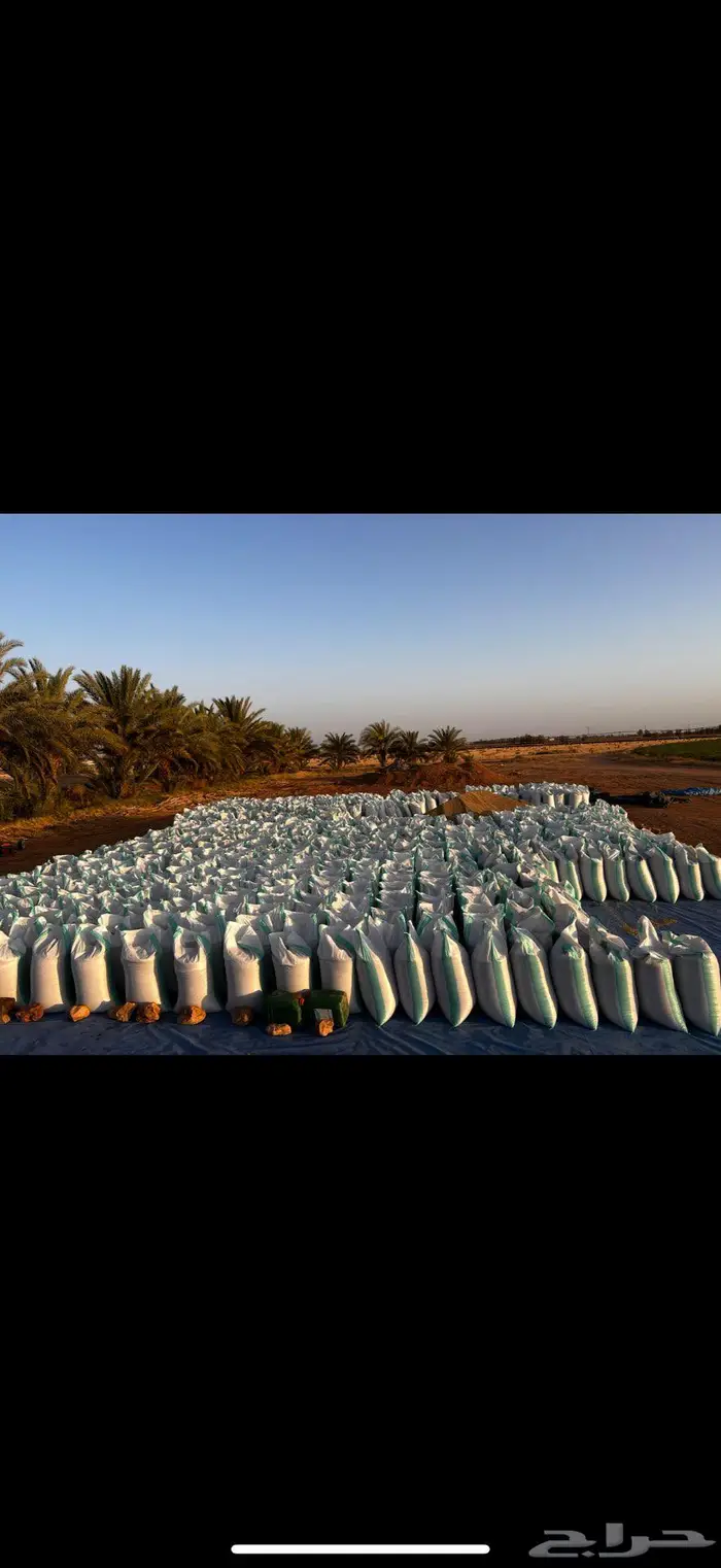 بذر شعير سداسي (جستو) 2