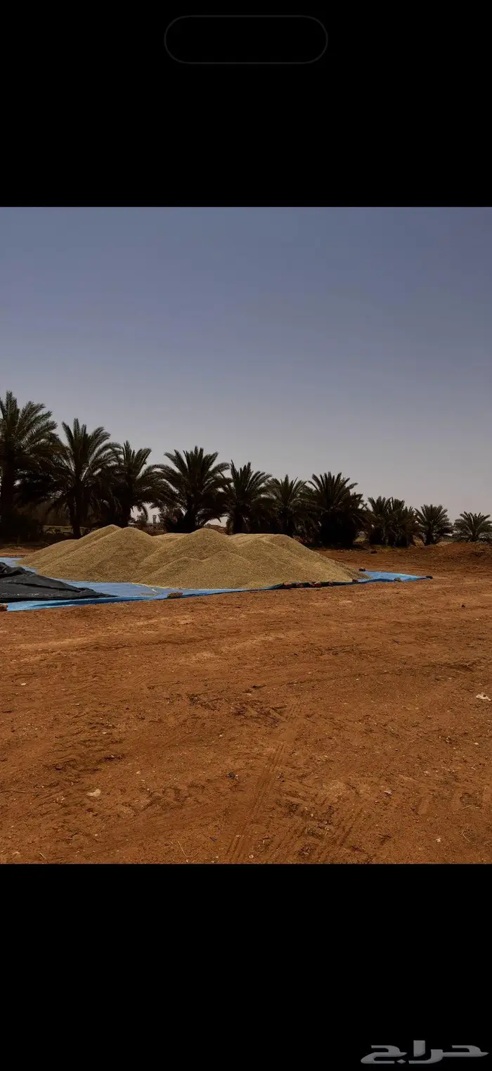 بذر شعير سداسي (جستو) 3