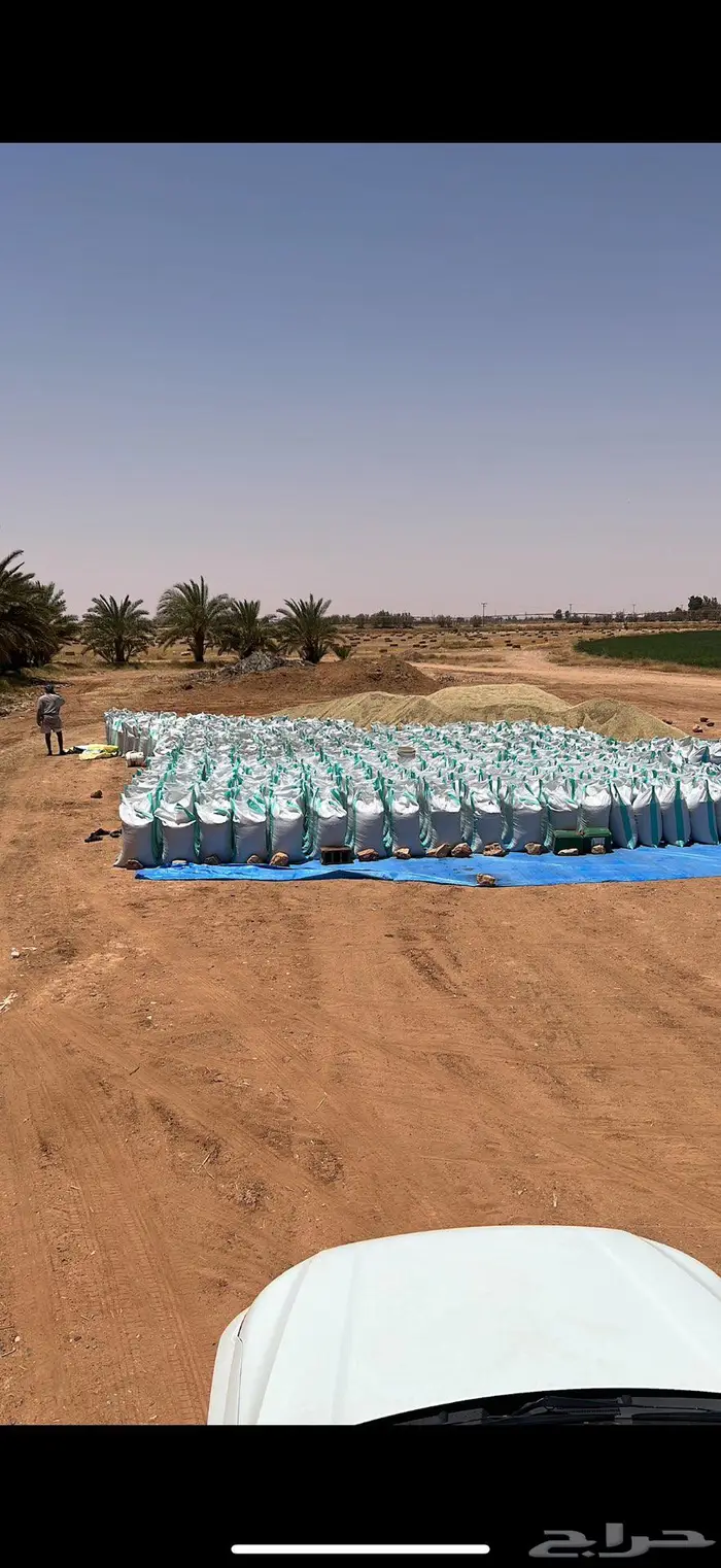 بذر شعير سداسي (جستو) 1