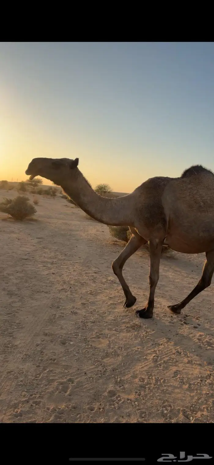 القحه صفرا طيبه 0