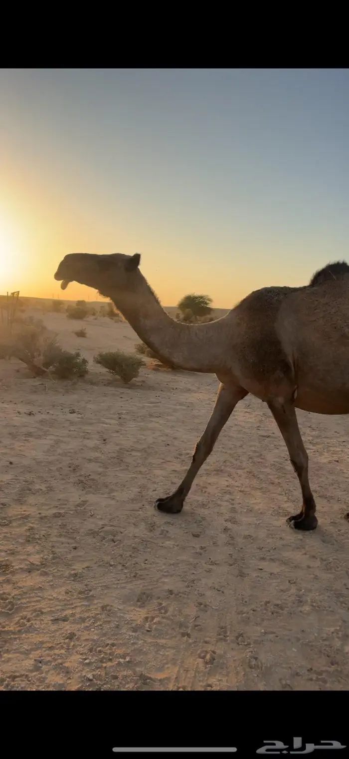 القحه صفرا طيبه 1