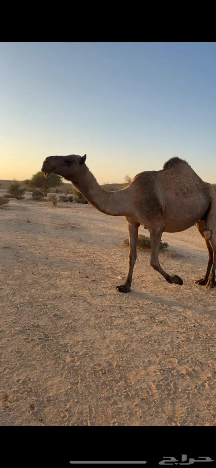 القحه صفرا طيبه 2