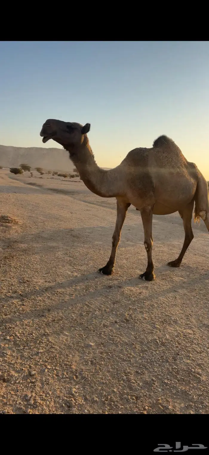 القحه صفرا طيبه 4