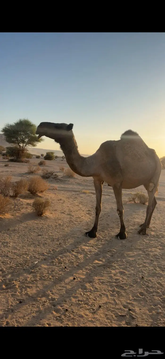 القحه صفرا طيبه 3