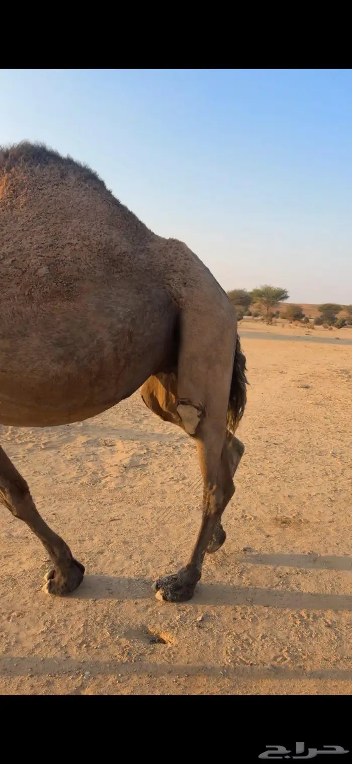 القحه صفرا طيبه 6