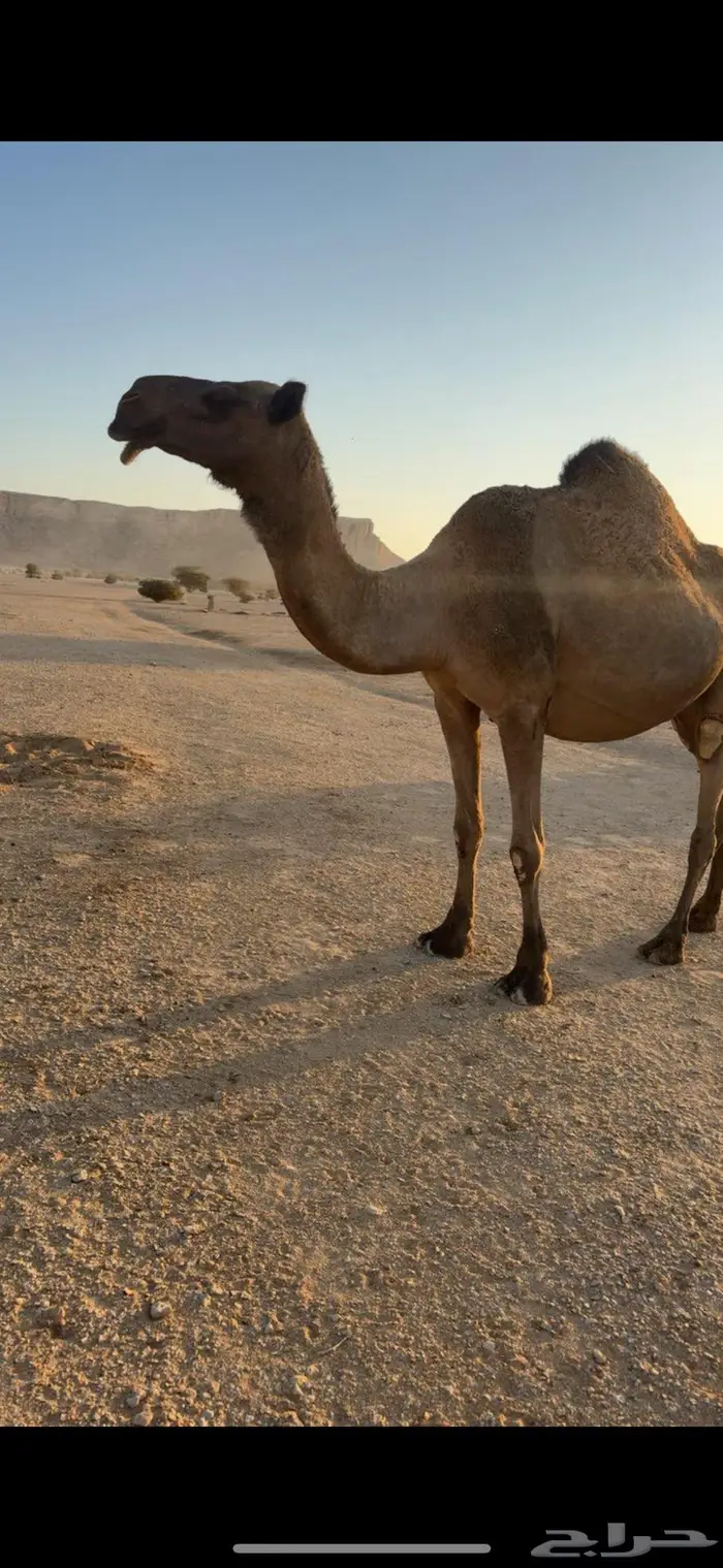 القحه صفرا طيبه 5