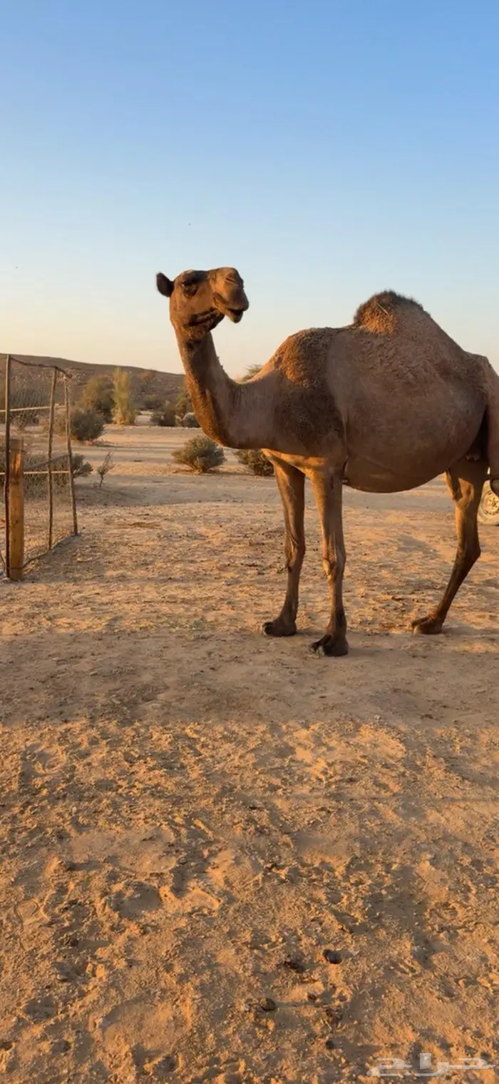 القحه صفرا طيبه 7