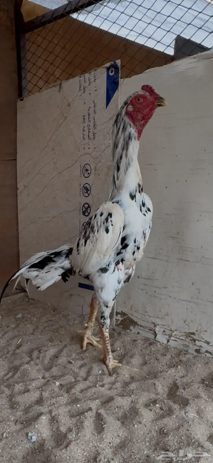 ديك سندي فوليا العمر 10 شهور 0