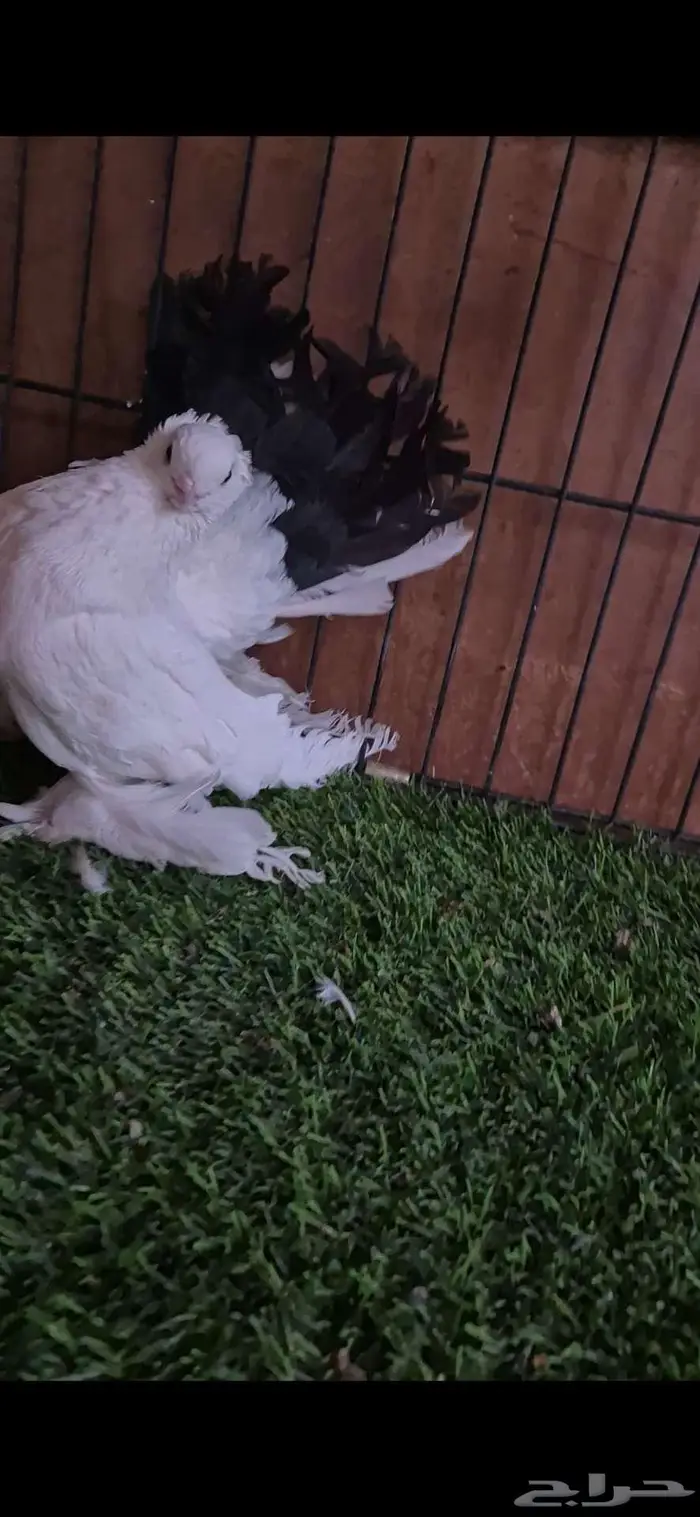 حمام كرنقو مذيل 3