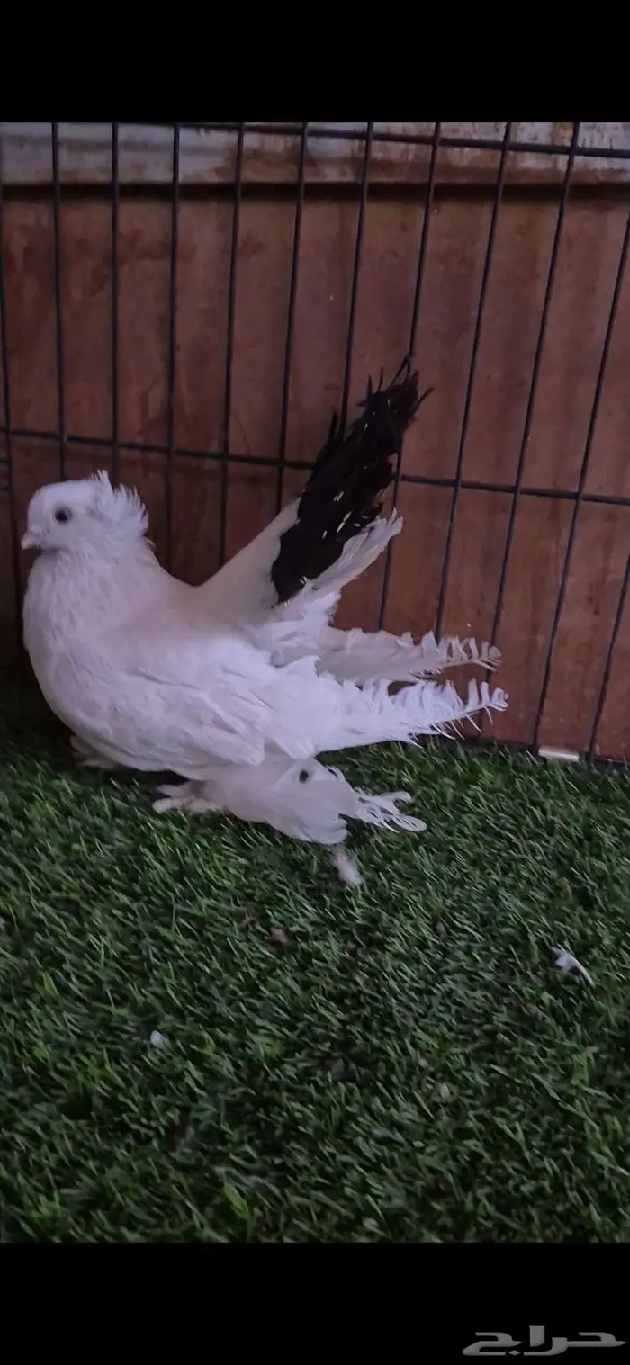 حمام كرنقو مذيل 0