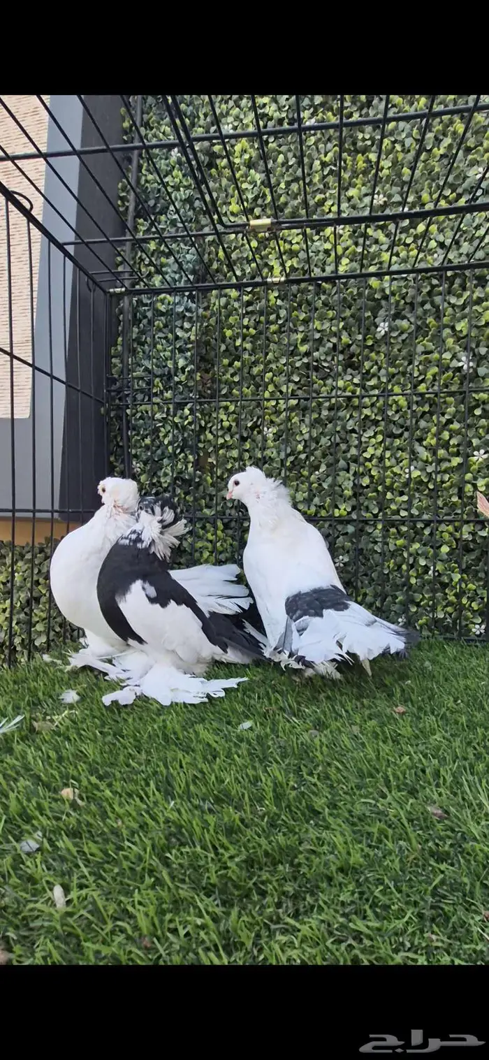 حمام كرنقو مذيل 2