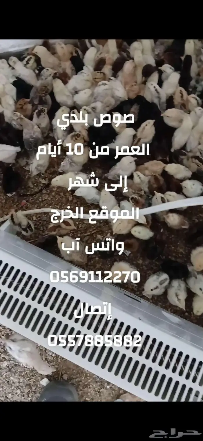 دفعة صوص بلدي الخرج 1