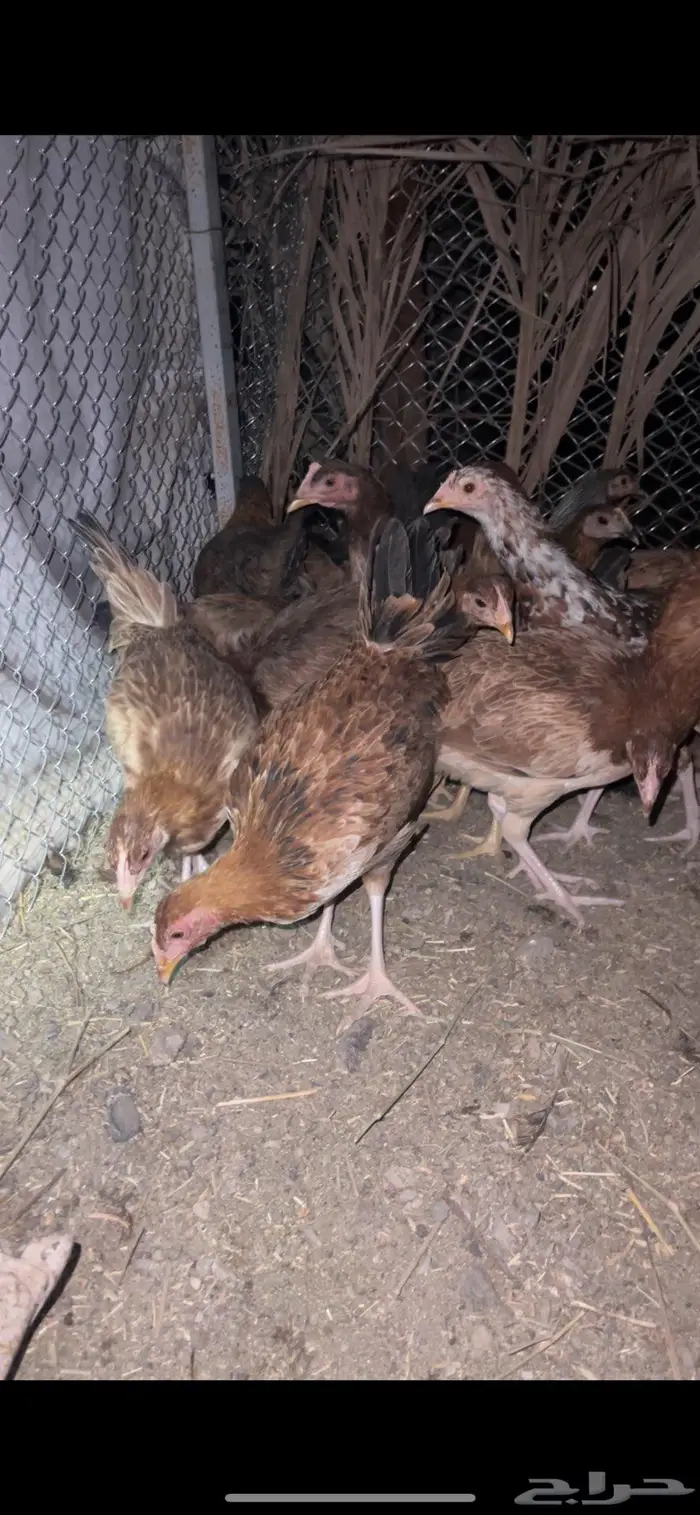 دجاج بلدي سلالة طيبة بالحيل 2