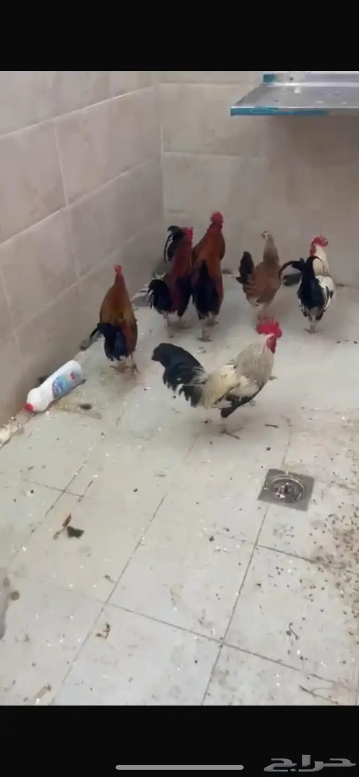 ديكة ودجاجه للبيع العدد 7 6