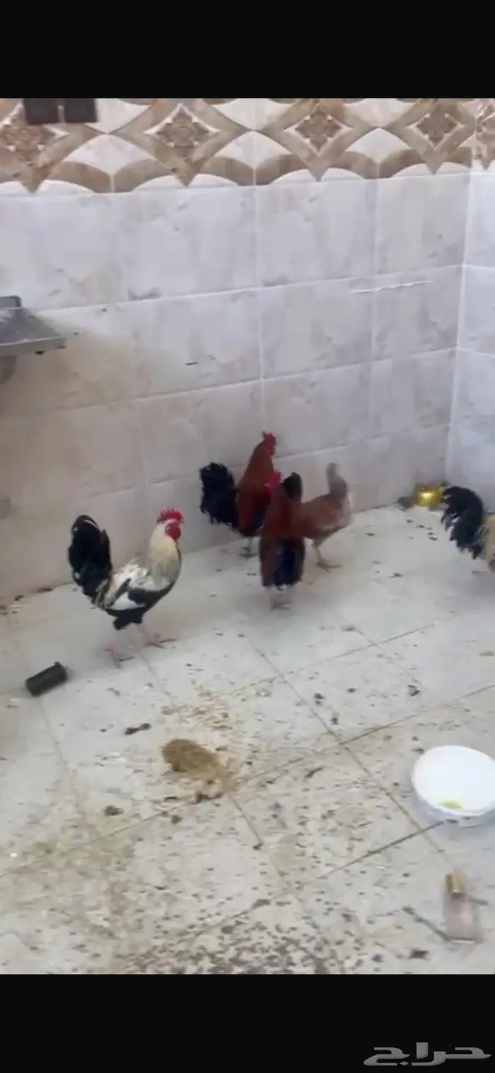 ديكة ودجاجه للبيع العدد 7 10