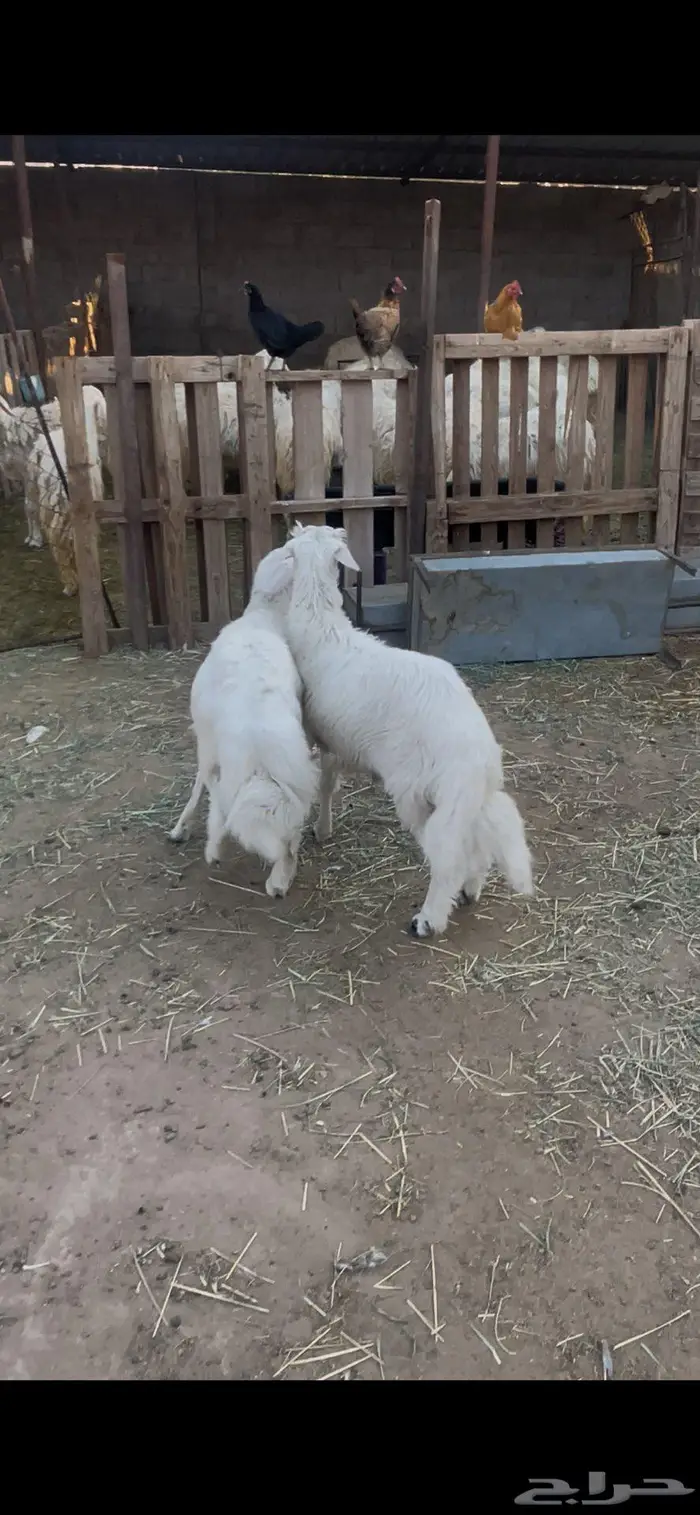 تم البيع خروفين صفر فل الفل مشروطة وتغذية نظيفة 0