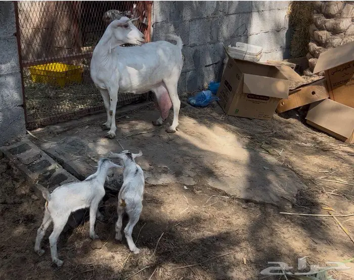 مشاريك تحته على 2 1